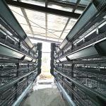 Galvanized Steel 5 Layers Battery Cage H Type Hens Cage For Egg Chicken for sale