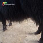 Customized Lifelike Animatronics Robotic Animal Wild Yak Replications For Exhibition
