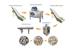 China Multi Functional Wide Output Range Long Working Life Garlic Processing Line supplier