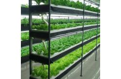 China Steel Structure Hydroponic System Container Greenhouse for Vertical Farming Solution supplier