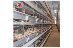 China Multi Layer European Chicken Cages Laying System Farm Layer Battery Cages supplier