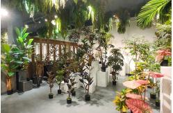 China Areca Palm manufacturer