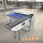 Egg Sorting Machine For Hatchery Eggs Sorting Machine With Stamping Egg Grading Machine For Sale for sale