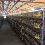 H Type A Type Automatic Quail Cage Cold Drawn Wire Welding for sale
