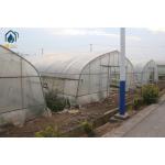 Tomato Tunnel Greenhouse And Tunnel Vegetable Hot House For Extended Harvests for sale