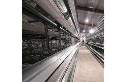 China Mechanical Poultry Egg Production Equipment Q235 Low Carbon Hot Galvanizing supplier