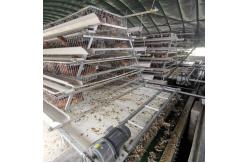China Manual And Automatic Layer Chicken Steel Cage A Frame supplier