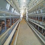 0.75kw Auto Feeding Layer Chicken Cage 54-384 Birds For Husbandry for sale