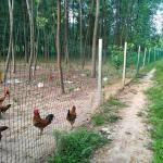Square Hole Shape Stainless Steel Welded Mesh 15m-30m 50m Zinc Coating 120g/M2 For Animal Enclosure for sale