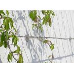 Architecture Plant Trellis Wire Rope Mesh 3.0 Mm Dia