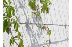 China Architecture Plant Trellis Wire Rope Mesh 3.0 Mm Dia supplier