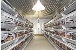 China Easy Operate Poultry Farm Automatic Laying Nest PP supplier
