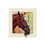 Stock Horse Image 5D Pictures Lenticular Photo Printing PET/PP Lenticular Printing