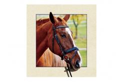 China Stock Horse Image 5D Pictures Lenticular Photo Printing PET/PP Lenticular Printing supplier