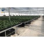 Orchid Seed Hydroponic Plastic Seedling Tray For Vegetables Flowers Fruit Planting for sale