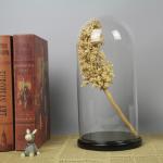 D30 x H30cm Handmade Large Glass Display Box Dome Cloche With Wood Base