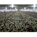 PLC Control Avian Feeding Line 3m*0.8m*1.2m for sale