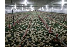 China PLC Poultry Feeding Systems Automated Feeding System Of Broiler supplier