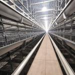 Q235 Chicken Cages Poultry Farming Equipment 3-6mm Thickness for sale