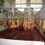 500PCS Automatic Slaughterhouse Equipment Chicken Farming Poultry Line for sale