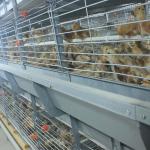Newest Design Baby Chicks Broiler Chicken Cage 102 Birds 136 Birds for sale