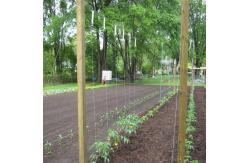 China Farm Polypropylene Tomato Tying Twine With Hook 7m / 10m / 14m / 19m supplier