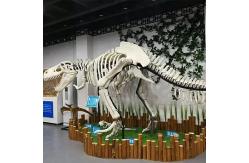 China Life Size Dinosaur Skeleton Replica Fossils Waterproof / Sunproof supplier