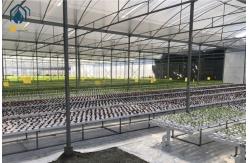 China Plastic NFT Hydroponic Growing System PVC Gully For Greenhouse Planting supplier
