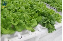 China Plastic Multi Span Lettuce Greenhouse For Leafy Greens Cultivation supplier