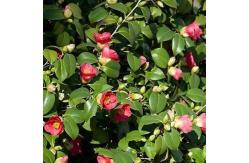 China Party Real Touch Artificial Plants 120cm Height Camellia Tree supplier