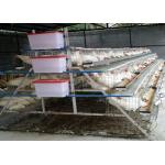 Breeding 500-1000 Birds Layer Chicken Cages Suitable For Individuals for sale