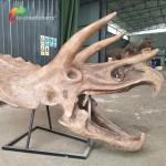 ISO water repellent Dinosaur Skeleton Replica Fossil Life Size Triceratops Skull for sale