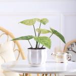 Bedroom Artificial Potted Floor Plants Plastic Philodendron Birkin for sale