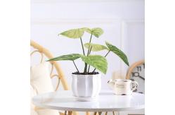 China SGS Artificial Potted Floor Plants High Simulation Plastic Philodendron Birkin supplier
