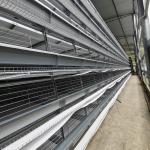 Galvanized Steel 5 Layers Battery Cage H Type Hens Cage For Egg Chicken for sale