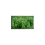 8.0 inch 1200*1920 P080LDN-DB3 WLED LCD Panel Module for sale