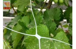 China Plastic Climbing Plant Support Netting , Garden Mesh For Climbing Plants supplier