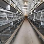 A / H Type Layer Poultry Cages , HDG 54-384 Chicken Egg Laying Machine for sale