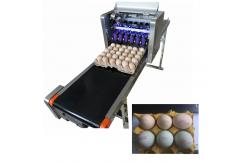 China Electrical Egg Batch Number Printing Machine , Date And Batch Printing Machine supplier