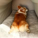 Foldable 2 In 1 Washable Cozy Pet Cave Bed With Removable Cushion