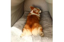 China Foldable 2 In 1 Washable Cozy Pet Cave Bed With Removable Cushion supplier