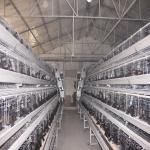 10000 Egg Layer Battery Chicken Cage Equipment Q235 Steel Material SONCAP Listed for sale