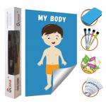 Removable Body Learning Custom Dry Erase Poster Board 48x36 With Magic Stickers for sale