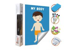 China Removable Body Learning Custom Dry Erase Poster Board 48x36 With Magic Stickers supplier