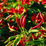 Premium Quality Dried Chilli Seeds With Crispy Texture At 5-8mm for sale