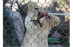 China Knotted X Tend Zoo Wire Mesh , High Tensile Stainless Steel Cable Net supplier