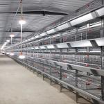 1480x1750x440mm Battery Chicken Cage for sale