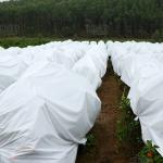 100% Polypropylene Agriculture Greenhouse Anti Insect Net Non Woven Fabric for sale