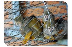 China High Strength 1.5mm Wire Rope Mesh For Aviary Zoo Bird Cages supplier