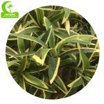 Indoor Decoration 110cm Artificial Podocarpus Tree Customizable